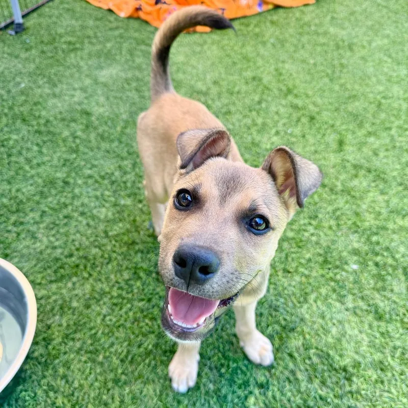 A baby small-sized male Brown / Chocolate Pit Bull Terrier dog named Cory for adoption in Agoura Hills, CA