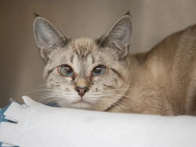 A young small-sized female Domestic Short Hair cat named Azalea for adoption in Phoenix, AZ