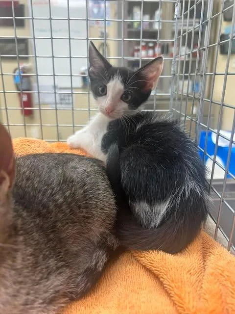 A baby small-sized male Domestic Short Hair cat named Longan for adoption in Fort Myers, FL