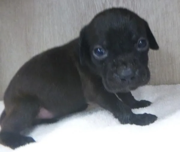 A baby small-sized female Labrador Retriever dog named Butter for adoption in Lafayette, LA