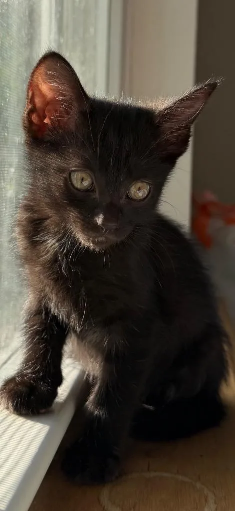 A baby small-sized female Domestic Short Hair cat named Olivia for adoption in Claremore, OK