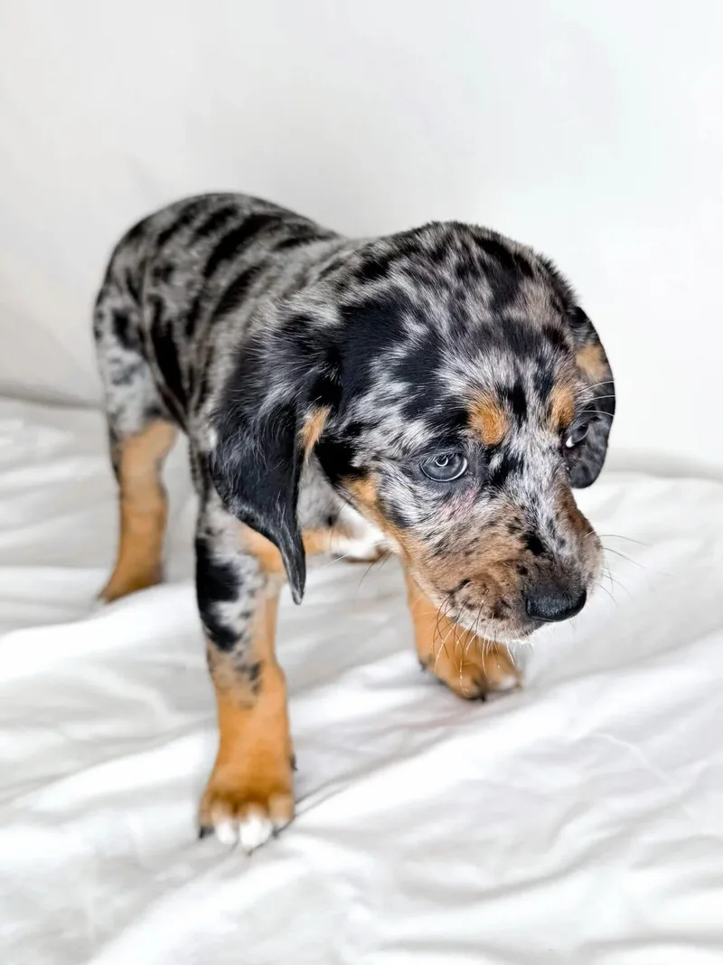 A baby large-sized female Merle (Blue) Catahoula Leopard Dog dog named Bridget for adoption in Bixby, OK