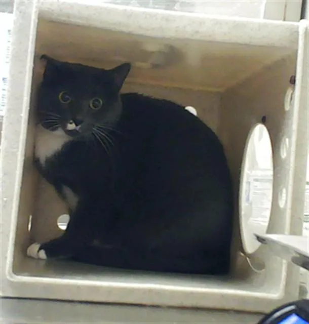A young small-sized female Domestic Short Hair cat named Lady Del Rey for adoption in Fayetteville, NC