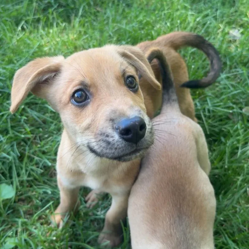 A baby small-sized male Yellow / Tan / Blond / Fawn Australian Shepherd dog named Shaggy for adoption in Erie, PA