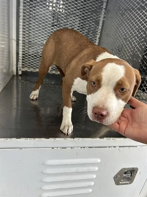 A young small-sized female Pit Bull Terrier dog named Lavelle for adoption in Bakersfield, CA