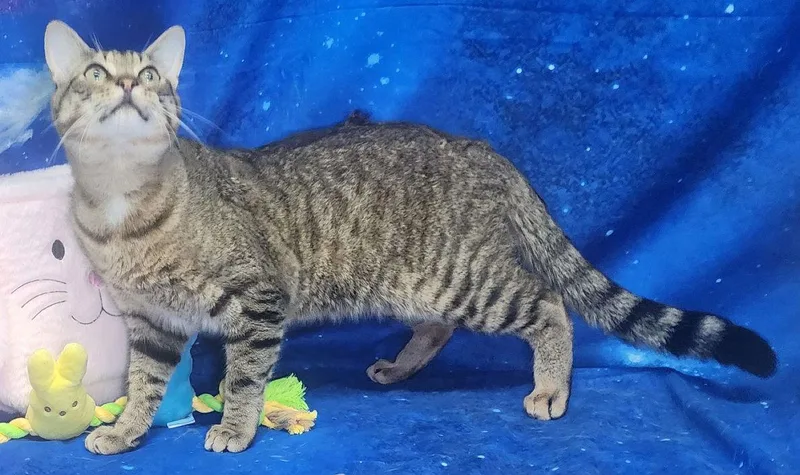 A young medium-sized male Domestic Short Hair cat named Bobcat for adoption in Wetumpka, AL