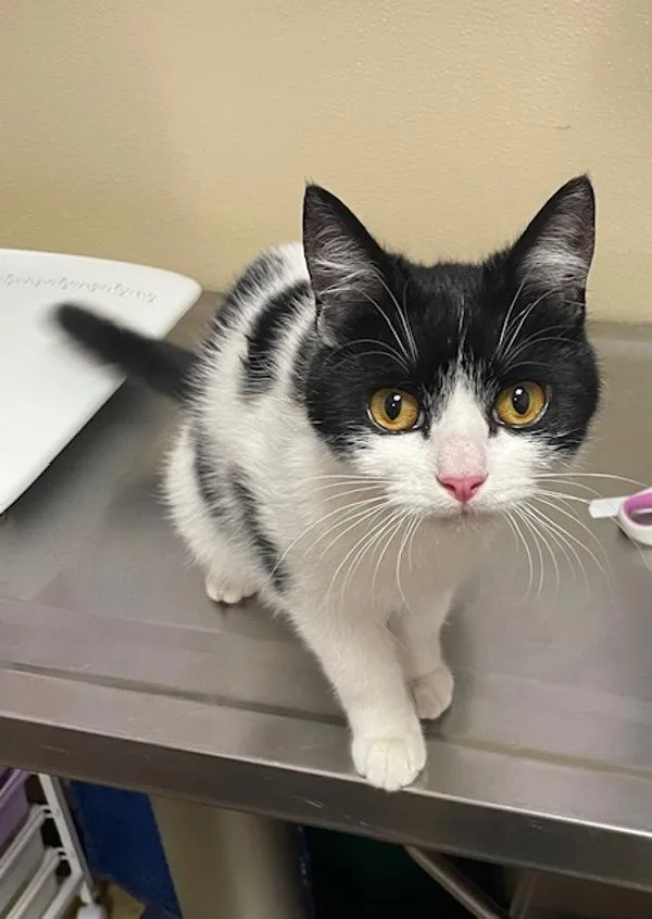 An adult medium-sized female Domestic Short Hair cat named Polilla for adoption in Vancouver, WA