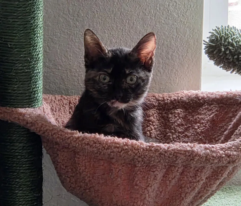 A young small-sized female Domestic Short Hair cat named Toffee for adoption in Aurora, CO