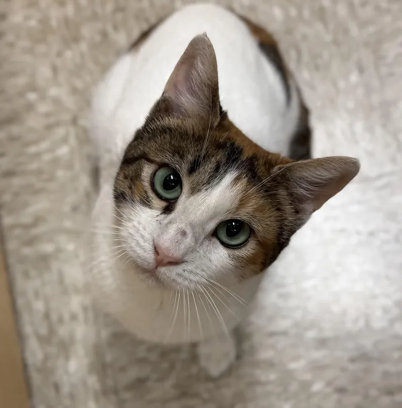 Stacy  Beautiful And thumbnail 3