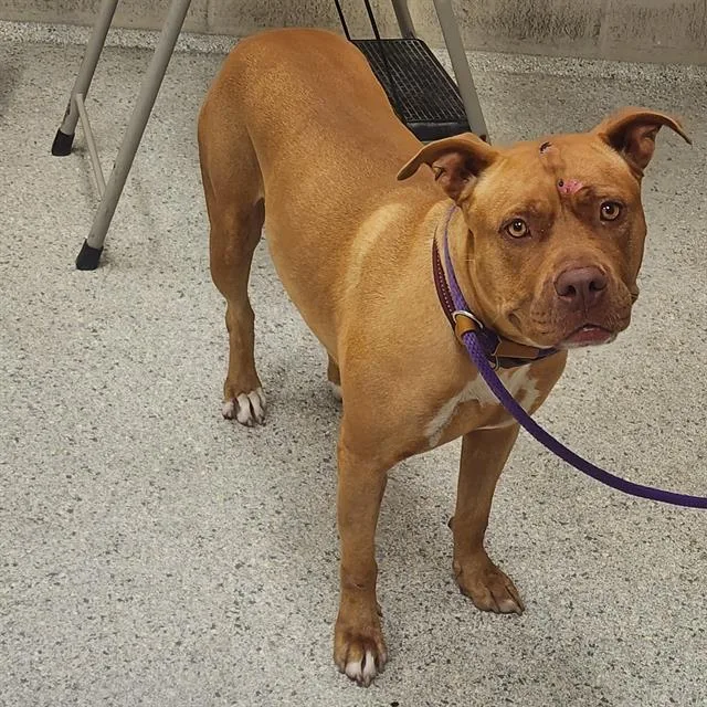 An adult large-sized female American Staffordshire Terrier dog named Finch for adoption in Conroe, TX