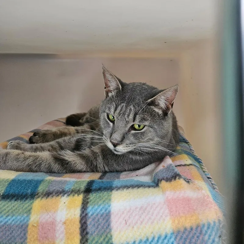 An adult large-sized male Gray / Blue / Silver Domestic Short Hair cat named Ted for adoption in Ridgely, MD
