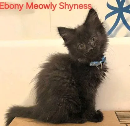 Ebony Meowly Shyness