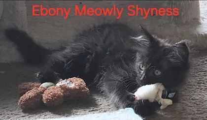 Ebony Meowly Shyness thumbnail 3