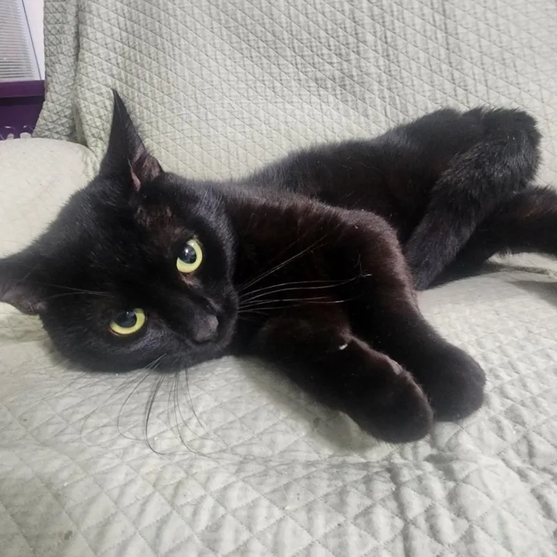 A young medium-sized male Black Domestic Short Hair cat named Shadow for adoption in Boston, MA