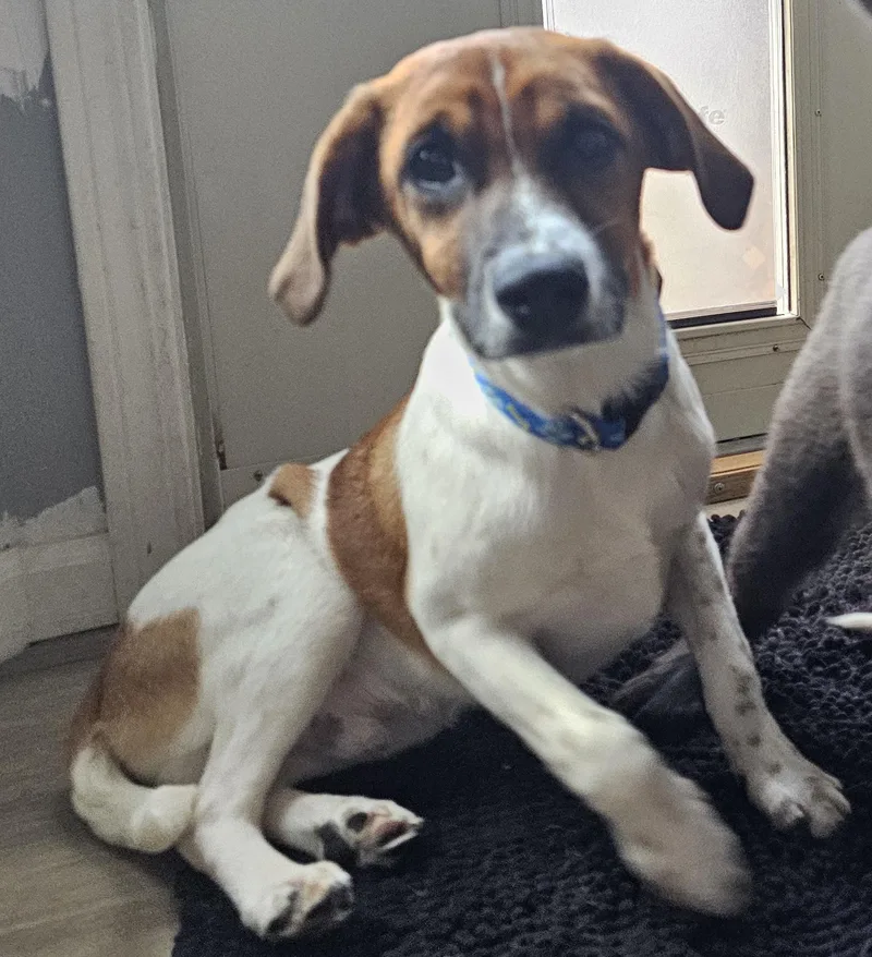 A baby medium-sized female Terrier dog named Uno for adoption in Aurora, IL