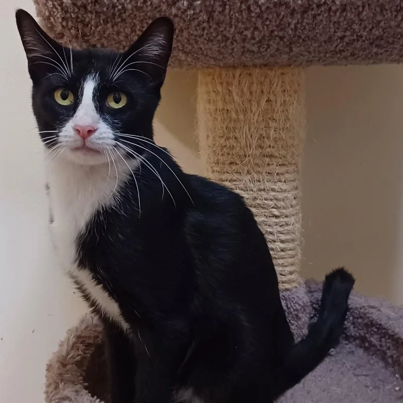 An adult medium-sized male Black Domestic Short Hair cat named Hollis for adoption in Bulverde, TX