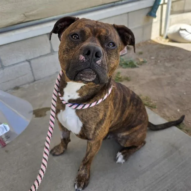 A young large-sized male Pit Bull Terrier dog named Mamoru for adoption in Long Beach, CA