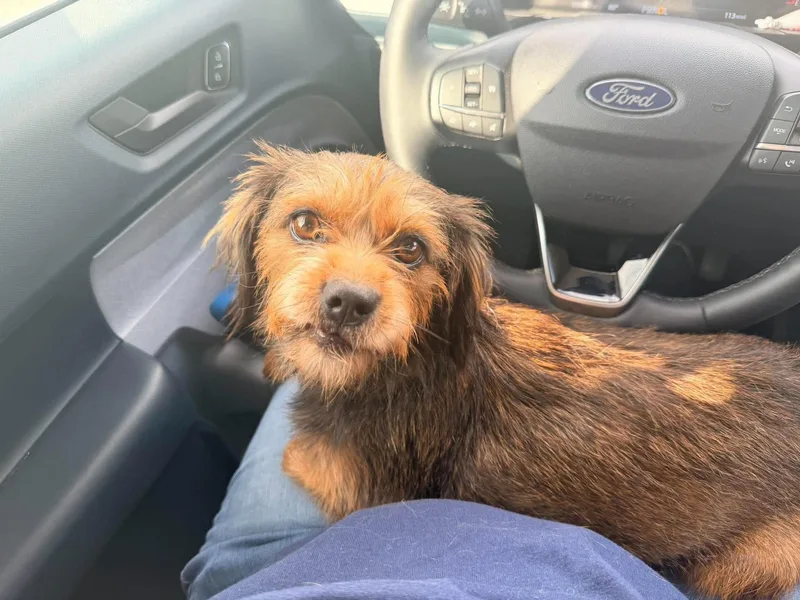 An adult small-sized female Dachshund dog named Pippen for adoption in Gainesville, VA