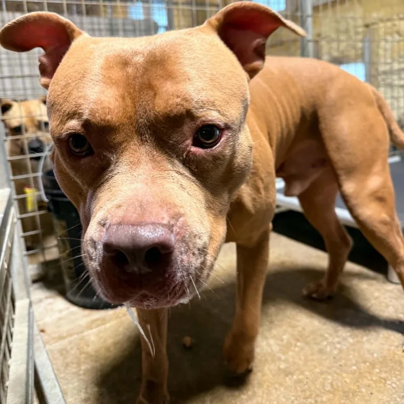 An adult large-sized male Yellow / Tan / Blond / Fawn Mixed Breed dog named Thelonious for adoption in Huntington, WV