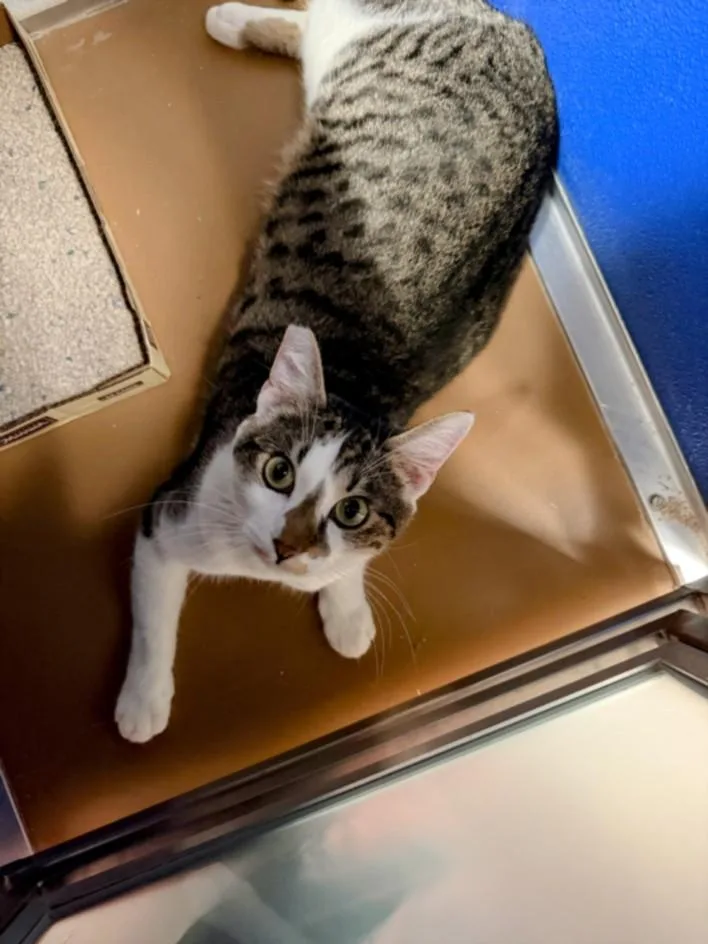 A young medium-sized male Domestic Short Hair cat named Liam for adoption in Burbank, CA