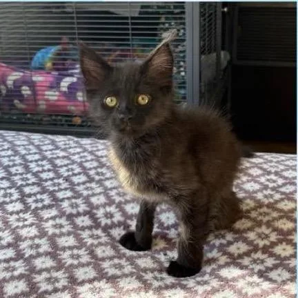 A baby small-sized male Black Domestic Short Hair cat named Maverick for adoption in Orangevale, CA