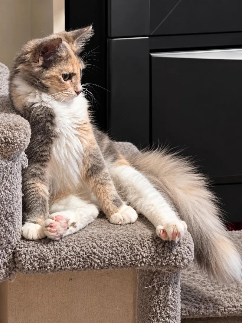 A young small-sized female Domestic Long Hair cat named Monica the mom Walter for adoption in Charlotte, NC