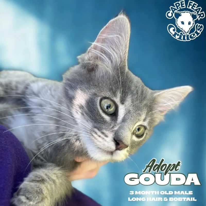 A young small-sized male Domestic Short Hair cat named Gouda for adoption in Wilmington, NC