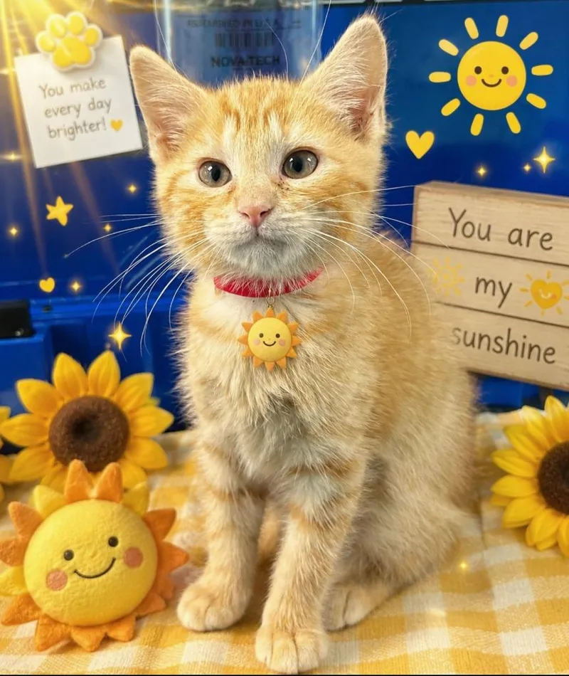 A baby small-sized female Domestic Short Hair cat named Sunshine for adoption in Washington Court House, OH