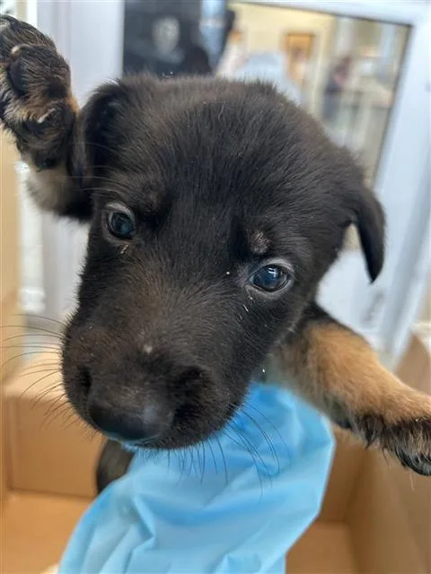 A baby small-sized male Labrador Retriever dog named Courage for adoption in San Antonio, TX