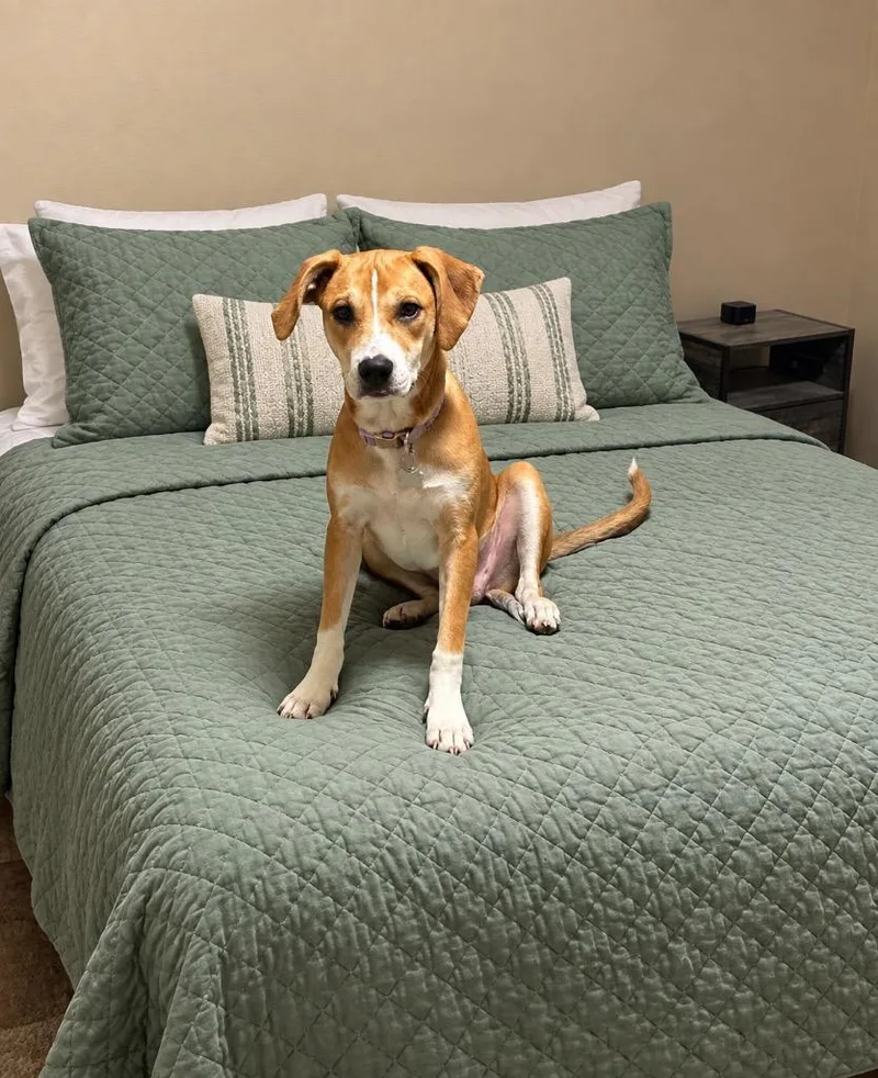 A baby large-sized female Pit Bull Terrier dog named Kia for adoption in Little Rock, AR