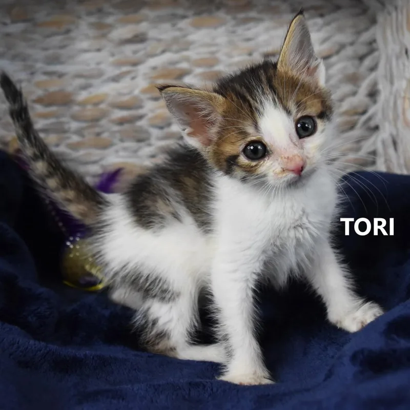 A baby small-sized female White Domestic Short Hair cat named Tori for adoption in Yuma, AZ