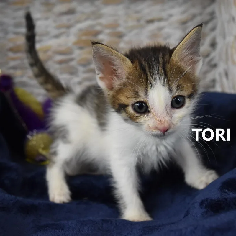 Tori thumbnail 2