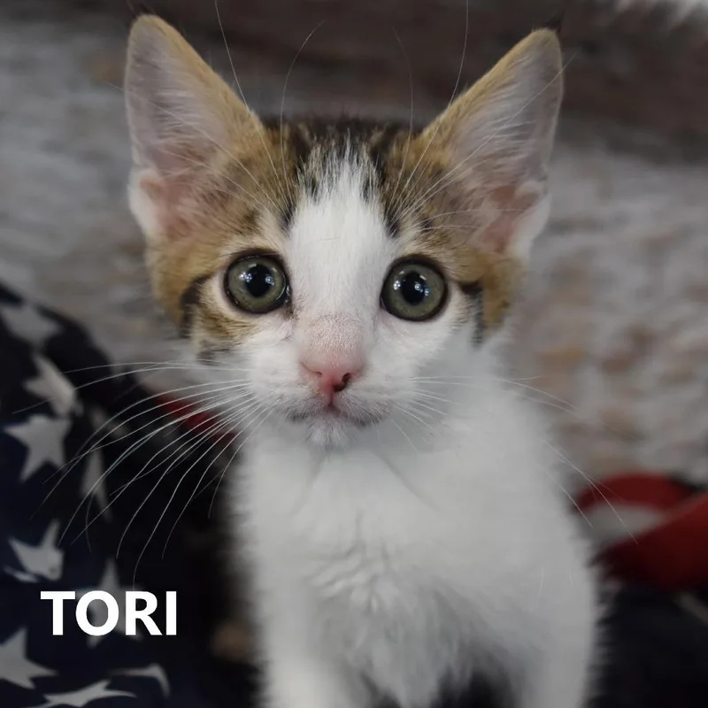 Tori thumbnail 3