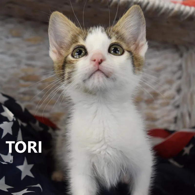 Tori thumbnail 4