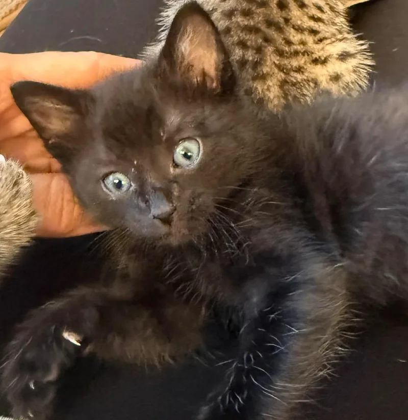 A baby small-sized male Domestic Short Hair cat named Jack Daniel for adoption in Orlando, FL