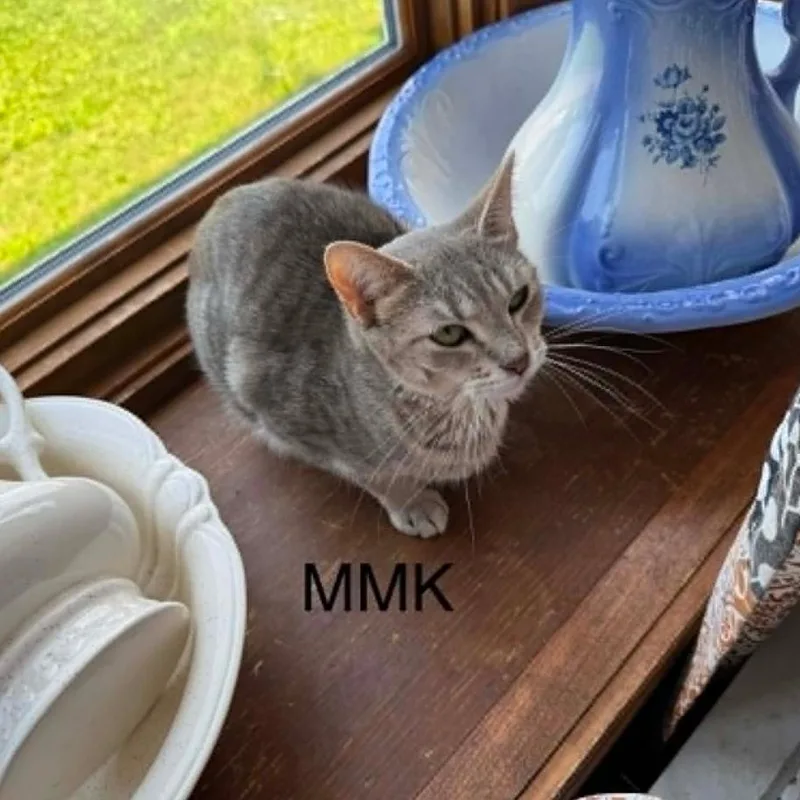 An adult small-sized female Gray / Blue / Silver Domestic Short Hair cat named Mmk for adoption in LYLE, MN