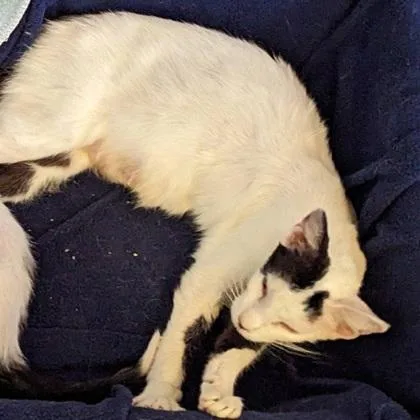 A young medium-sized female Domestic Short Hair cat named Australia for adoption in Verona, WI