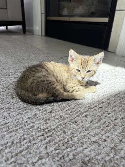 A baby small-sized male Domestic Short Hair cat named Obiwan for adoption in Lafayette, IN