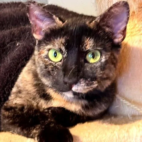 An adult medium-sized female Tortoiseshell Domestic Short Hair cat named Callie for adoption in Green Bay, WI