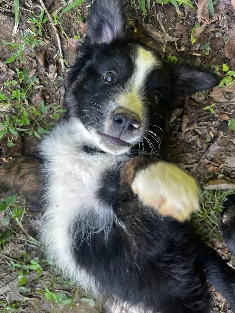 A baby medium-sized male Tricolor (Brown, Black, & White) Border Collie dog named Shine Brights : Razzle for adoption in Aurora, IN