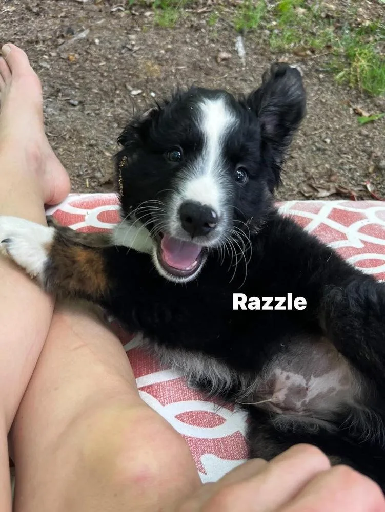 Shine Brights : Razzle thumbnail 3