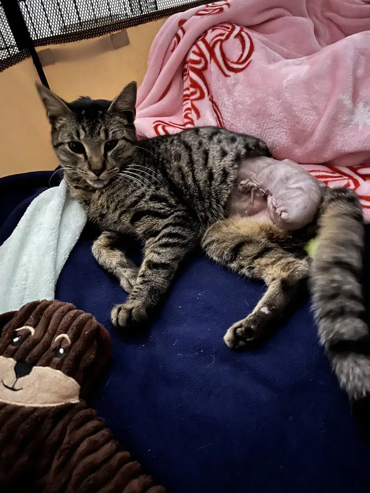 Mighty Mouse thumbnail 2