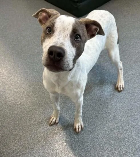 A young medium-sized female Mixed Breed dog named Flower for adoption in Toledo, OH