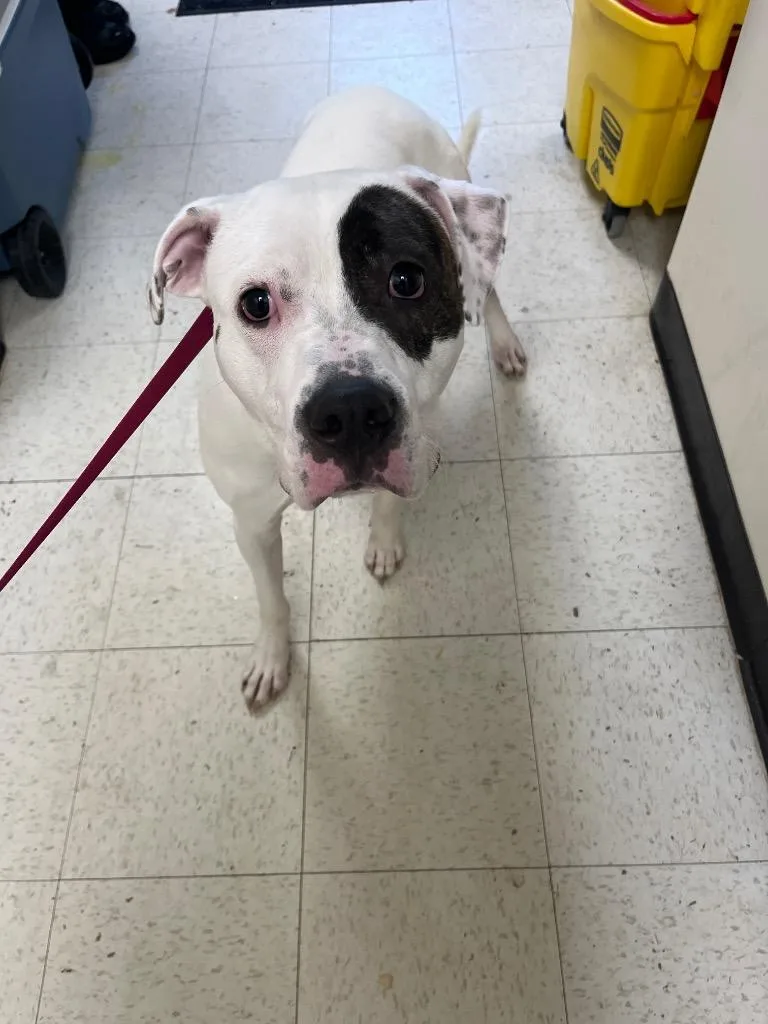 A young medium-sized male Mixed Breed dog named George for adoption in Mount Gilead, NC