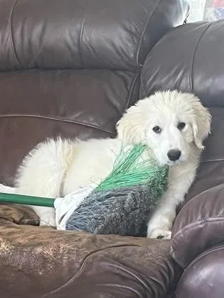 A baby extra large-sized female Great Pyrenees dog named Jessie for adoption in Fort Worth, TX