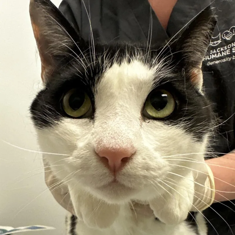 An adult large-sized male Black Domestic Short Hair cat named Cosmo for adoption in Jacksonville, FL