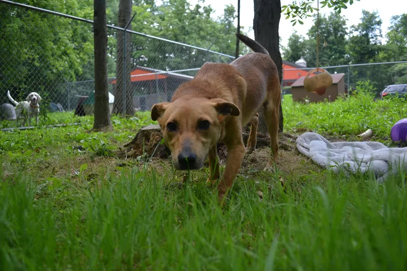 A young medium-sized male Golden Mixed Breed dog named Paaco for adoption in Chardon, OH