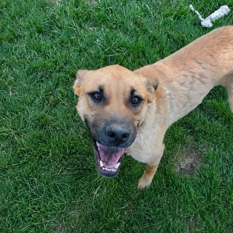 A young medium-sized female Mixed Breed dog named Jazzy for adoption in Farmersville, OH