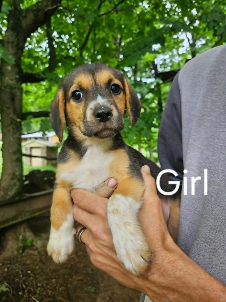 A young small-sized female Beagle dog named Carley for adoption in Newaygo, MI