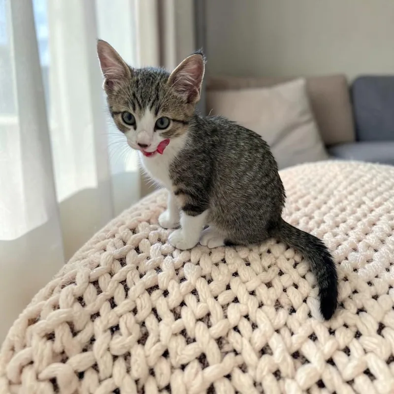 A baby medium-sized male Tabby (Gray / Blue / Silver) Domestic Short Hair cat named Baloo for adoption in Fort Worth, TX